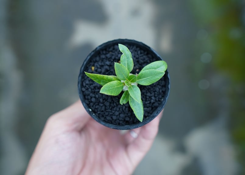 パキポディウム 恵比寿笑い Pachypodium brevicaule No.4 | man