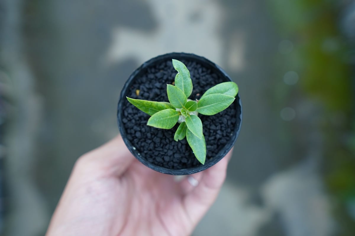 パキポディウム 恵比寿笑い Pachypodium brevicaule ④ Pachypodium brevicaule パキポディウム・恵比寿笑い seed grown