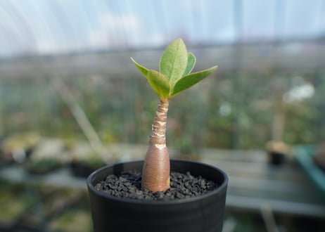 アデニウム　Adenium  No.8