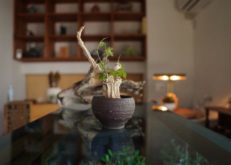 コラロカルプス　Corallocarpus