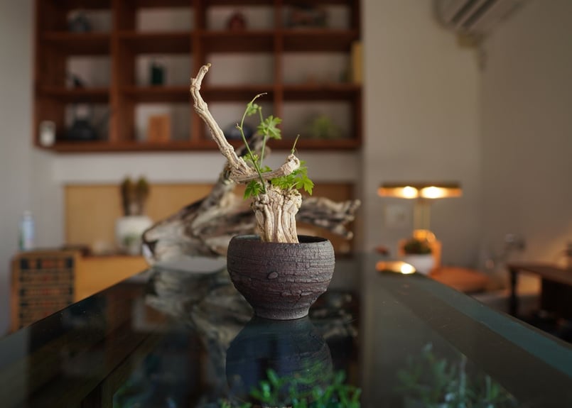 コラロカルプス Corallocarpus | mana's farm:塊根植物・アガベ・ドラ