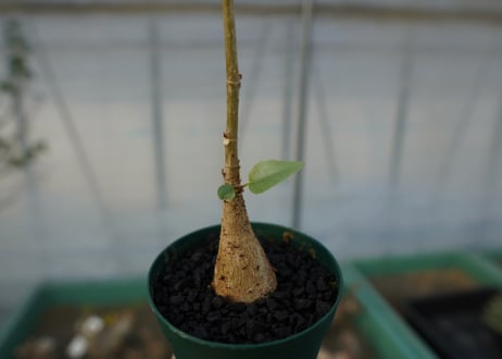 フィカス パルメリー Ficus palmeri  No.2