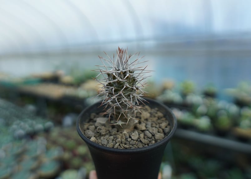 パキポディウム ゲアイ 亜阿相界 | mana's farm:塊根植物・アガベ