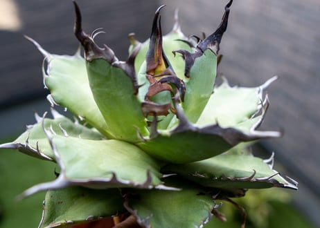 Agave ハデス 黒獄 A  NO.2