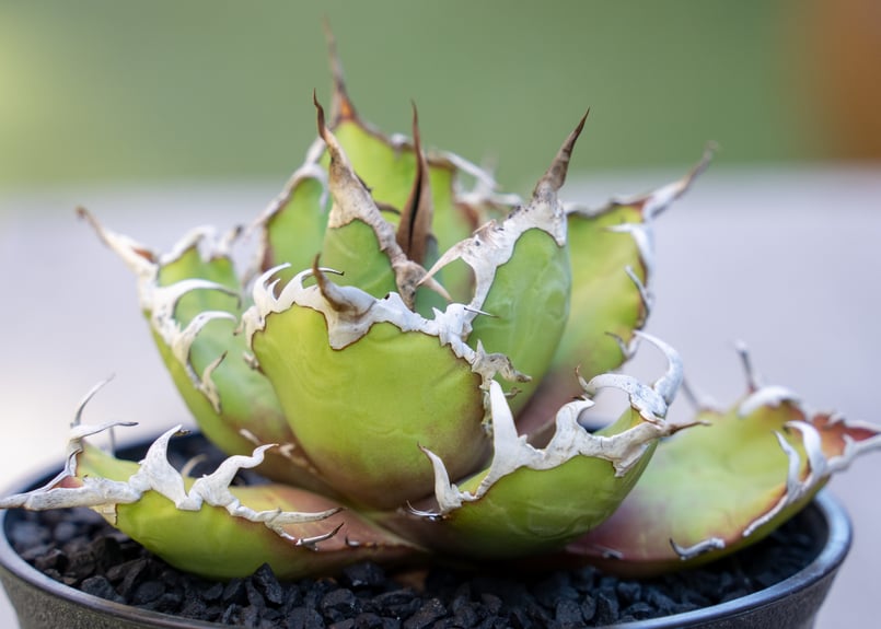 アガベ シーザー МⅭ03 | mana's farm:塊根植物・アガベ・ドライ