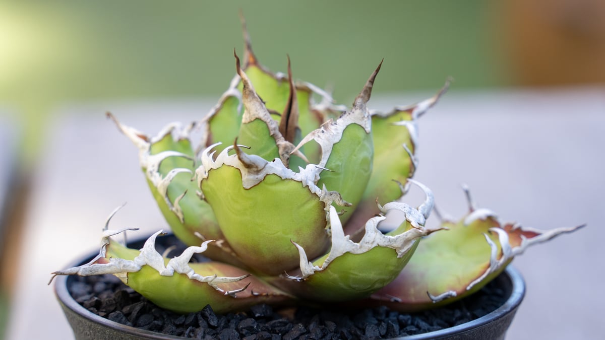 アガベ3株セット 鰐亀 ブツブツ BB シーザー アガベ3株セット 鰐亀