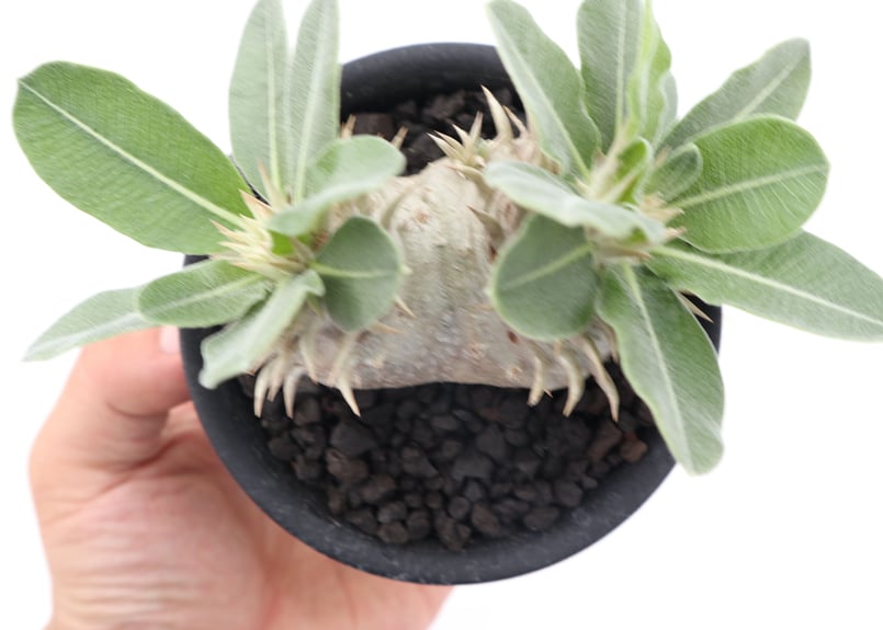 パキポディウム 白花 恵比寿笑い 実生 №6 | mana's farm:塊根植物