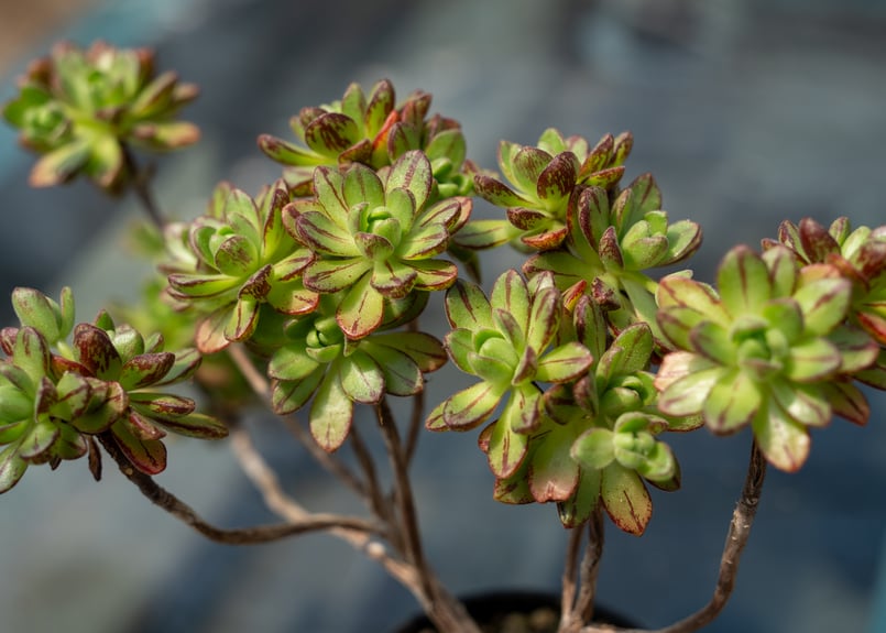 19#多肉植物アエオニウム❤️ サンデルシ— ❤️ 7頭8cm 拔き苗 19#多肉植物アエオニウム❤️ サンデルシ— ❤️ 7頭8cm 拔き苗 19#多肉植物