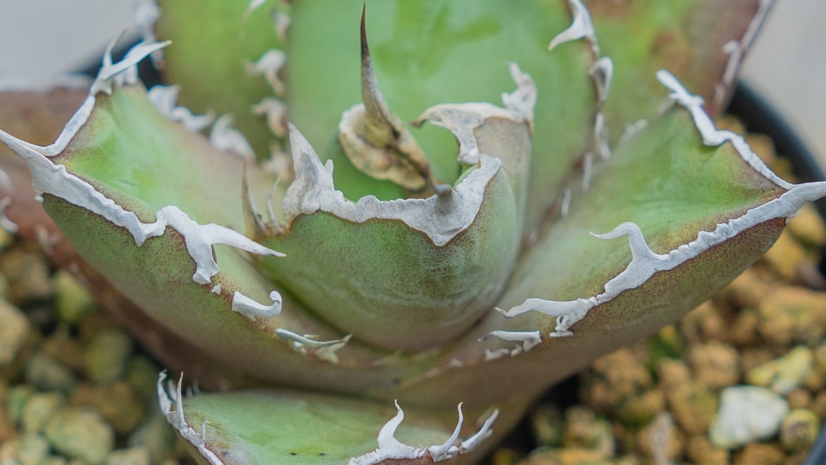 アガベ チタノタ FO76 | mana's farm:塊根植物・アガベ・ドライ