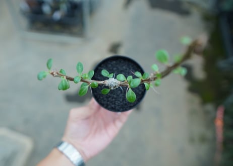 フォークイエリア　フォルモサ　Fouquieria formosa