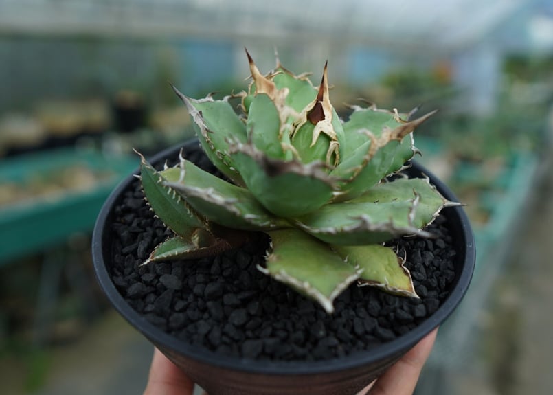 アガベ チタノタ 烈焔 Agave titanota 