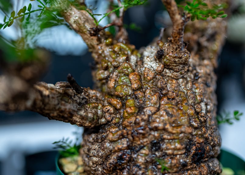 オペルクリカリア パキプス Operculicarya pachypus No.1 | man