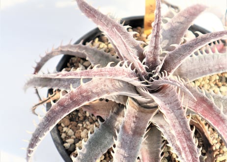Dyckia  Rock x ML Red