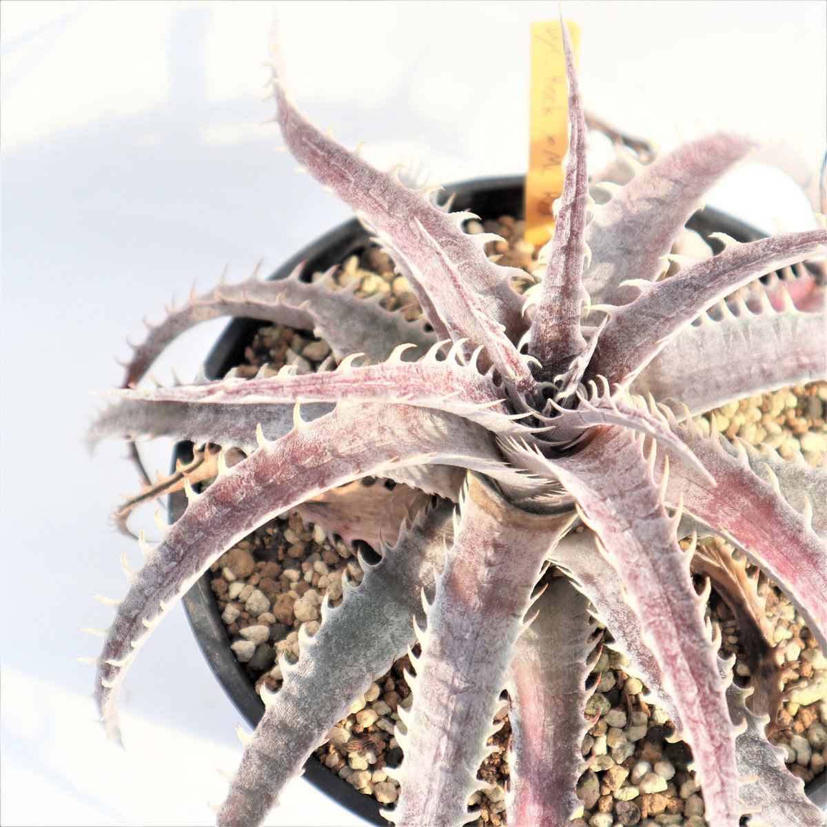 Dyckia Rock x ML Red | mana's farm:塊根植物・アガベ・ドラ
