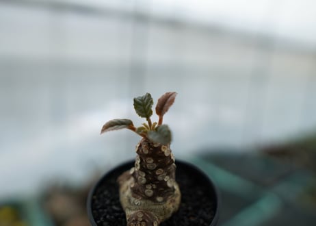 ドルステニア フォエチダ Dorstenia foetida　No.3