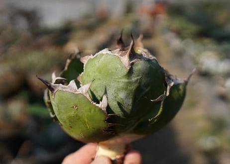 agave　titanota　ブラックアンドブルー　No.13