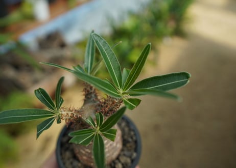 【発根管理中】パキポディウム　グラキリス　 Pachypodium Gracilius  No.7