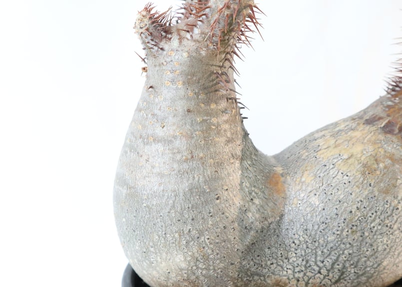 森のこびとページJ023★発根済★美形双頭！パキポディウムグラキリス現地球 森のこびとページJ023☆発根済☆美形双頭！パキポディウム