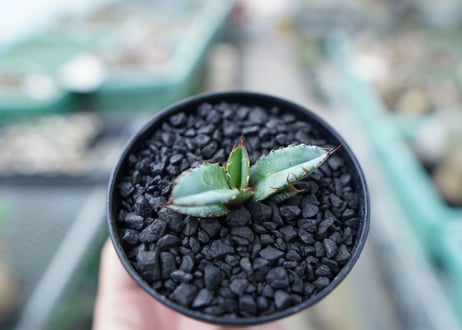 アガベ　チタノタ　 ブラックアンドブルー 　Agave titanota black and blue　No.19