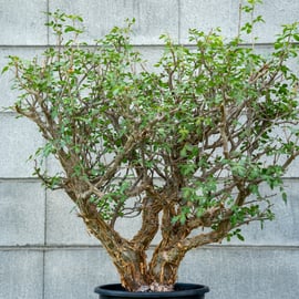 一株で存在感抜群な植物をアップします。 | mana's farm:塊根植物