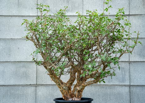 CATEGORY 特選株 | mana's green:塊根植物販売|マナズグリーン CATEGORY 特選株 | mana's green:塊根植物販売|マナズグリーン