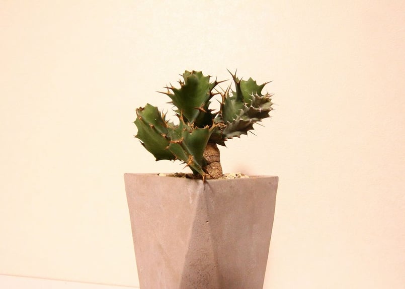 ユーフォルビア トルチラマ Euphorbia tortirama no.2 | mana's