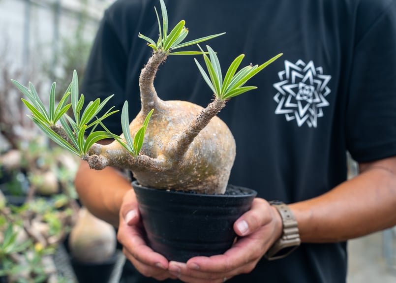 パキポディウム グラキリス Pachypodium Gracilius No.3 | mana パキポディウム グラキリス Pachypodium Gracilius No.3 | mana