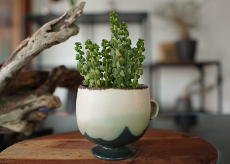 ペペロミア コルメラ Peperomia columella