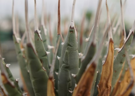 アガベ　ユタエンシス　Agave uthaensis　NO.4