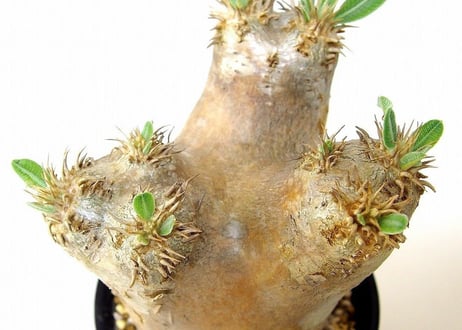 パキポディウム エブレネウム　Pachypodium eburneum  №3