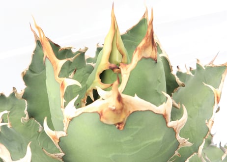 Agave titanota FO-76