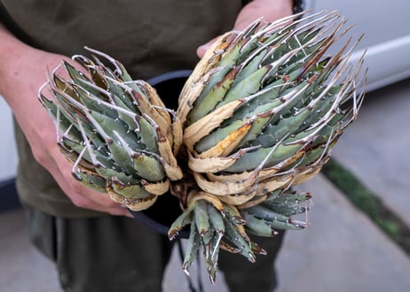 Agave uthaensis  NO.12