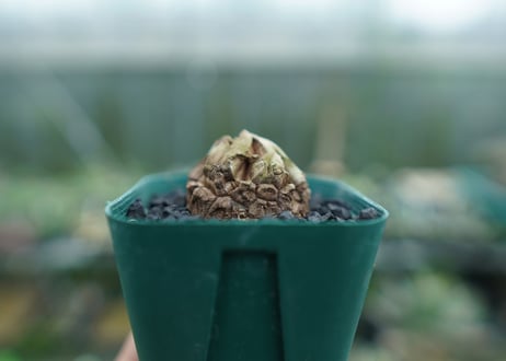 亀甲竜　Dioscorea elephantipes　No.3