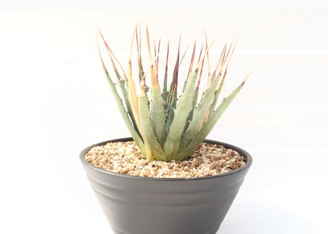 Agave utahensis var eborispina