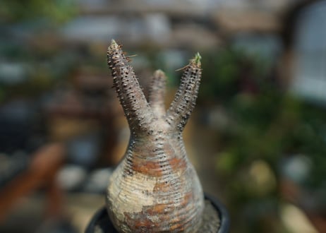 【未発根】パキポディウム　グラキリス　 Pachypodium Gracilius  No.10