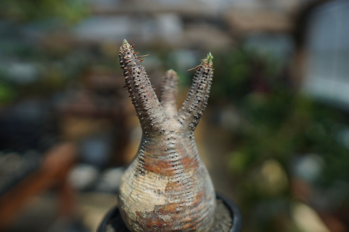 未発根】パキポディウム グラキリス Pachypodium Gracilius No.1