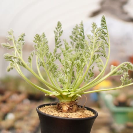 アッペンディクラツム | STORES