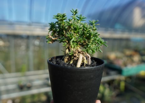 トリコディアデマ ステラツム　Trichodiadema stellatum  No.3