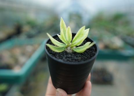 パキポディウム　恵比寿笑い　Pachypodium brevicaule　No.2