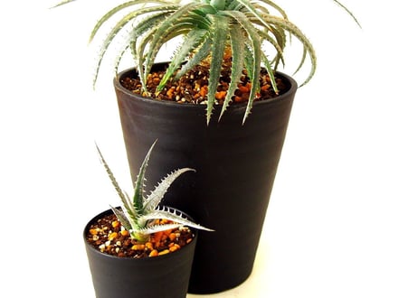 Dyckia forsteriana ディッキア 　フォステリアーナ hyb