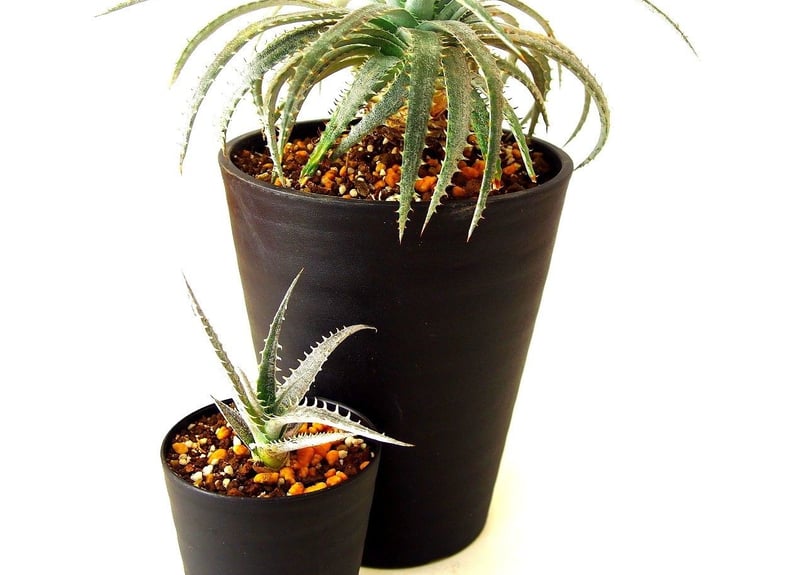 Dyckia forsteriana ディッキア フォステリアーナ hyb | mana's