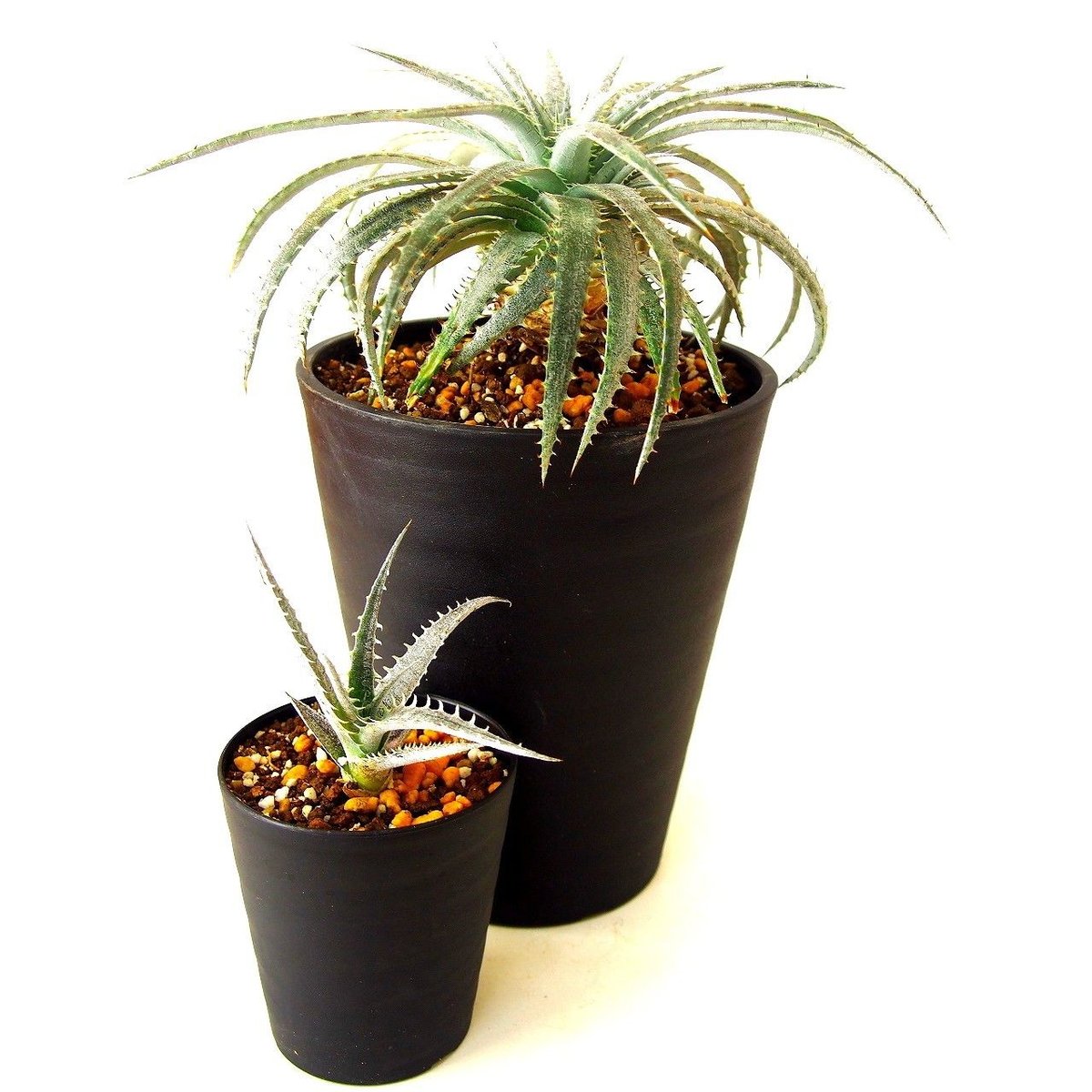 山採り 野生株 ディッキア Dyckia fosteriana Senges ③ 山採り 野生株 ディッキア Dyckia fosteriana Senges ③ 【公式通販】