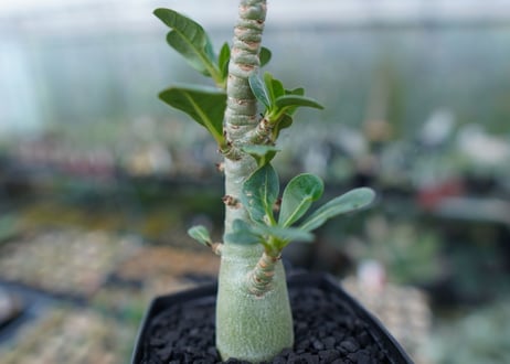 アデニウム　Adenium　No.3