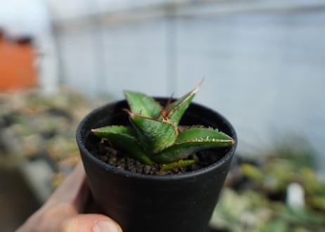 アガベ　オテロイ　agave oteroi　No.2