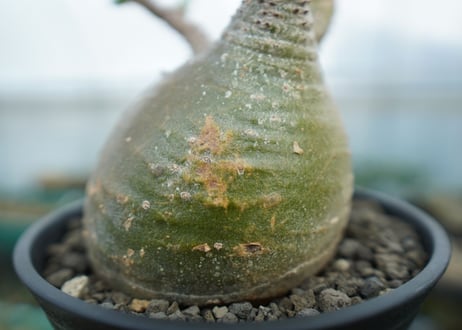 パキポディウム　グラキリス　 Pachypodium Gracilius  No.6