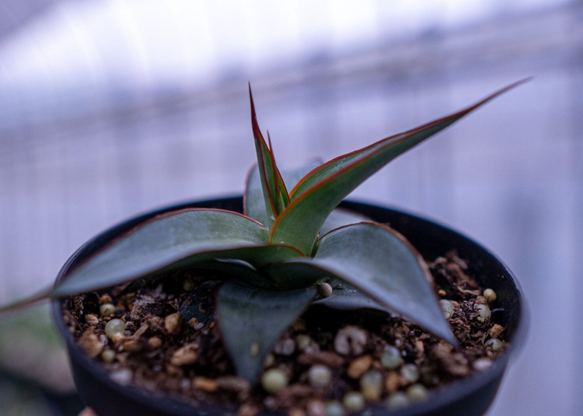 アガベ インプレッサ | mana's farm:塊根植物・アガベ・ドライガーデン