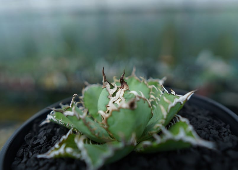 アガベ チタノタ フィリグリー agave titanota filigree No.4 |
