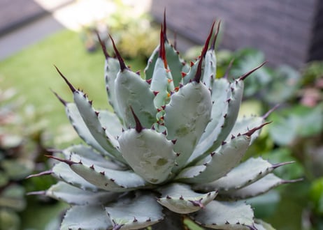 Agave macroacantha x Potatorum 中 NO.2