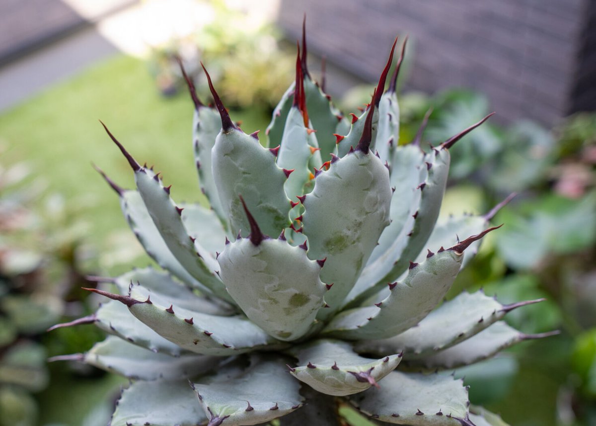 Agave macroacantha x Potatorum 中 NO.2 | mana's