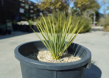 ユッカ　ロストラータ　yucca rostrata No.2